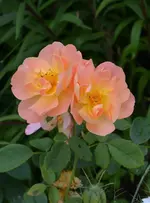 DSC_1999.webp