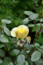 DSC_2018.webp
