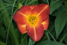 Bitterswett Holiday.webp