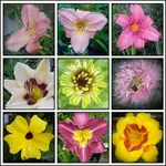 tmp_18659-PicsArt_1404151819655-797225232.webp