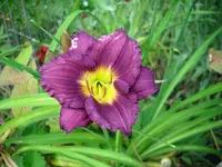 Little Grapette.webp