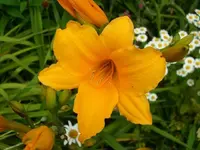 Sammy Russel.webp