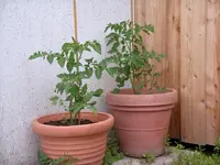 IMGP6772.webp