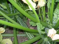 IMGP6770.webp