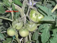 Garden Peach.webp