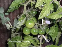 Vesennij Michurinsky.webp