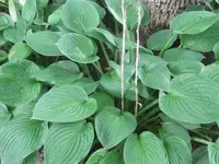 Bilda 0023.webp