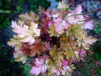 hchrs (3).webp