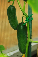 Gurke_Piccolino_erste Früchte_zwei_400.webp
