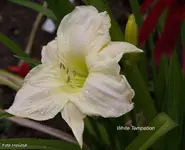 IMG_2795.jpg