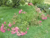 SAM_4886.webp
