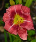 244.webp
