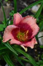 dragons eye.webp