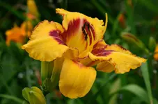 gelbrotesaugevorne.webp