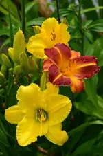 mix.webp