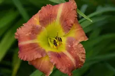 orangezweifärbig.webp