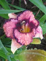adamas_576x768.webp