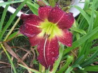 albarene_1024x768.webp