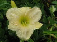 creme gr.blüte_576x768.webp