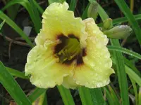 sil.doodlebug_1024x768.webp
