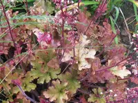 017_576x768.webp