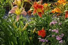 DSC09099.webp