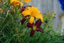 Jersey Spider mit Frankies Fantasy.webp