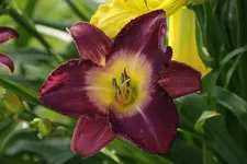Malysian Monarch.webp