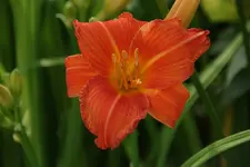 Orange Outbreak (2).webp