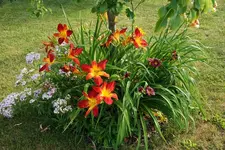 Red Heart mit Little Grapette.webp