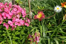 Smlg Hofstätter (2).webp
