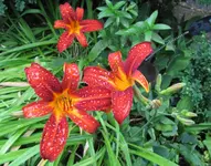 IMG_4906A.webp