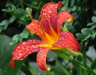 IMG_4909A.webp