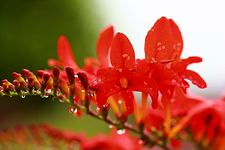 Montbretie_Wassertropfen_rot_makro5_640.webp