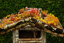 Vogelhausdach in voller Blüte_640.webp