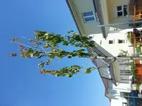 20140704_122009.webp