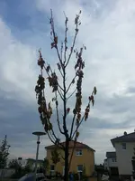 20140708_182114.webp