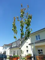 20140704_122009.webp