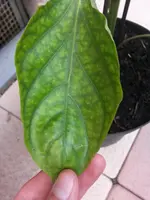 20140707_174514.webp