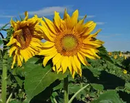 DSC02378.webp