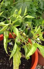 Kirschchili.webp
