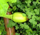 Kürbis NullAhnung2.webp