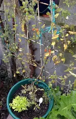 Tomate CurrantSweetPea.webp