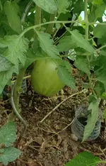 TomateOrangeAGrosFruits.webp