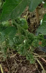 TomateRiesentraubeXX.webp