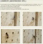 Lehmwespe.webp
