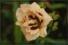 Luise Mauelis.webp