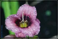 Siloam Tee Tiny.webp