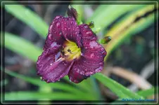 Little Grafette.webp