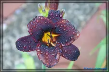 Starling.webp